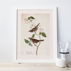 AUDUBON BIRD PRINT, White Throated Sparrow, Professional Quality Giclée Print, John James Audubon, 19th Century Art, Bird Poster
