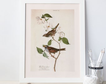 AUDUBON BIRD PRINT, White Throated Sparrow, Professional Quality Giclée Print, John James Audubon, 19th Century Art, Bird Poster