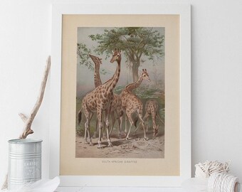 VINTAGE GIRAFFE PRINT, Antique Zoology Print, Antique Animal Poster, Professional Reproduction, Vintage Animal Print, South Africa, 1890s