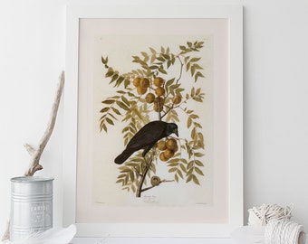 BEAUTIFUL CROW PRINT, Professional Quality Giclée Print Wall Art, John James Audubon, Bird Lover's Gift, Nature Wall Art