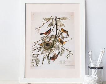 Oriole du verger, impression giclée de qualité professionnelle, John James Audubon, art du XIXe siècle, cadeau pour l'observateur d'oiseaux, art mural nature