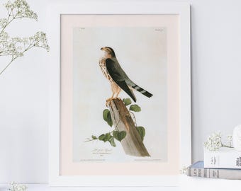 STAMPA DEL FALCO MERLIN, Stampa Giclée di qualità professionale, John James Audubon, Arte del XIX secolo, Regalo per gli amanti degli uccelli, Decorazione murale naturalistica