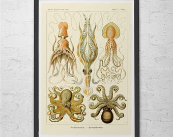 ERNST HAECKEL PRINT Nautical Print Antique Nature Print, Ribba Giclee Print, Beach House Decor Scientific Wall Art Vintage Science Print