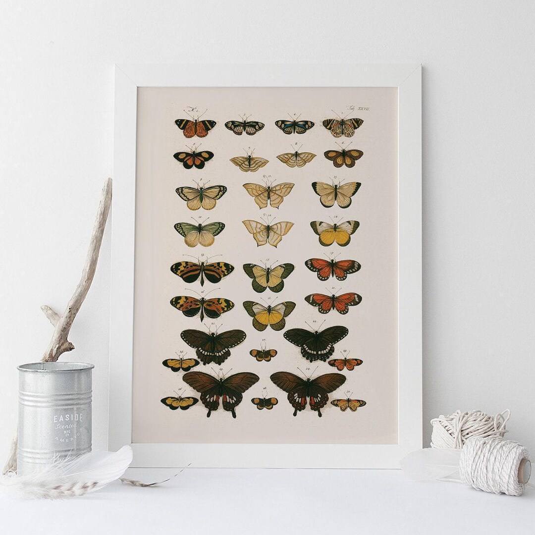 VINTAG BUTTEFLY PRINT, Antique Nature Print, Nature Art Print Butterfly ...