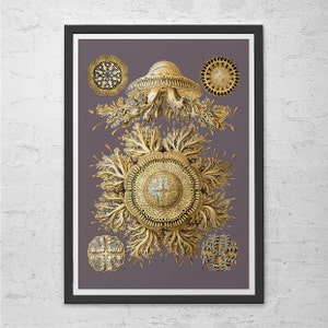 ERNST HAECKEL PRINT Nautical Print Antique Nature Print, Ribba Giclee Print, Beach House Decor Scientific Wall Art Vintage Science Print