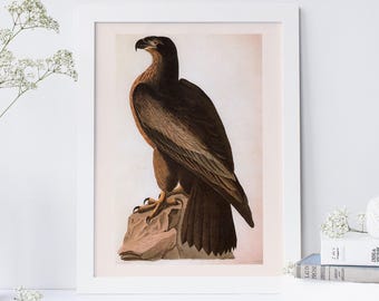 AUDUBON EAGLE PRINT, Washington Sea Eagle,  Professional Quality Giclée Print, John James Audubon, 19th Century Art,, Nature Wall Art