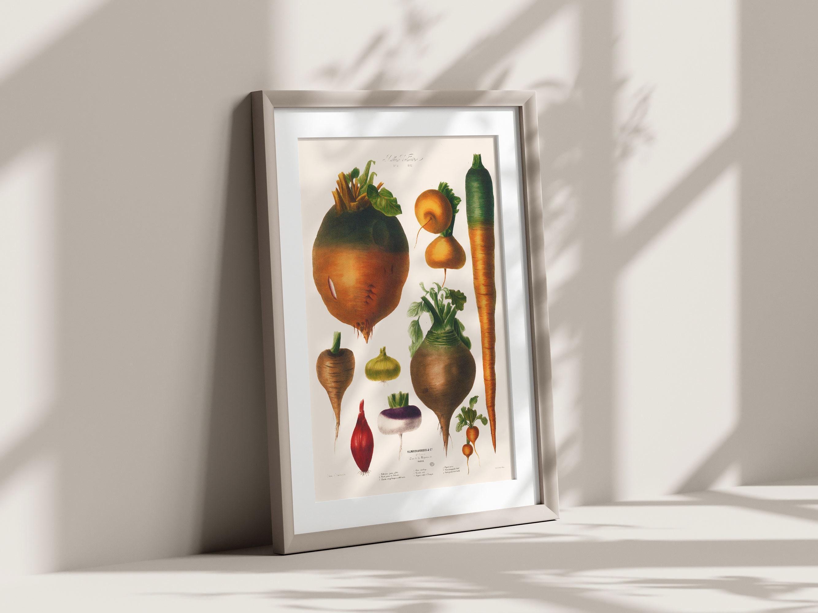 rustic vegetable kitchen prints | 3-piece wall art |... ANTIQUE VEGETABLE PRINT, French Kitchen Art, Classic Wall Art ...