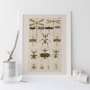 VINTAGE NATURE PRINT, Antique Nature Art Print, Antique Insect Print Butterfly Art Antique Natural History Print Wall Art Insect Art Print