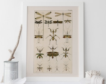 IMPRESSION VINTAGE NATURE, impression d'art nature antique, impression insecte ancien art papillon impression histoire naturelle ancienne art mural impression d'art insecte