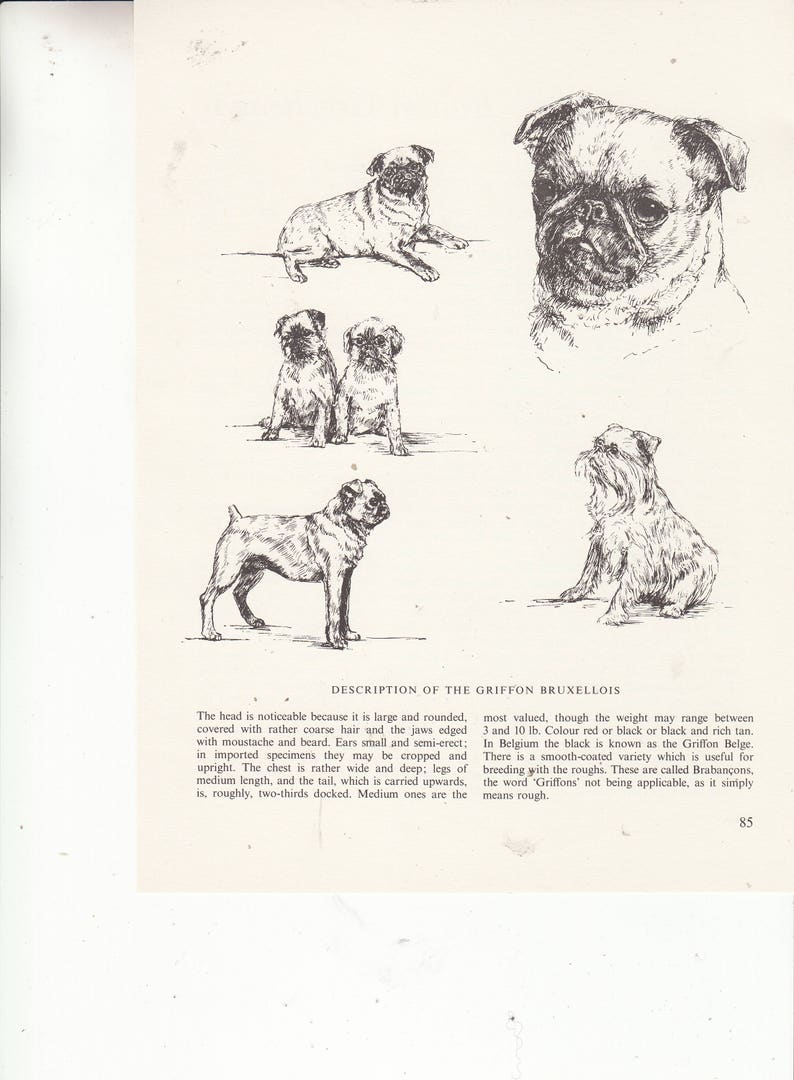 BOXER DOG VINTAGE 1963 PRINT SKETCH PAGE ARTIST BRIDGET OLERENSHAW