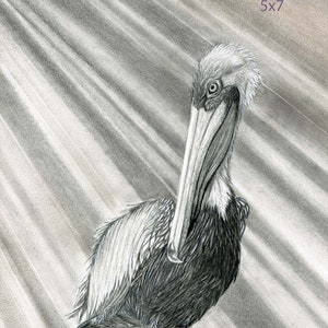 Charcoal Pelican Art Print: Black and White Animal Wall Art
