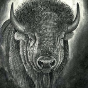 Bison Art Print: Black and White Charcoal Drawing, Rustic Home Decor