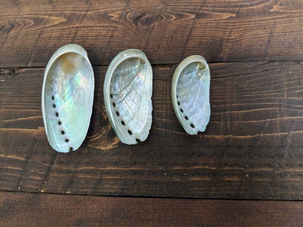 Florida Abalone Shell for Smudging Alter Shells for Sage Meditation ...
