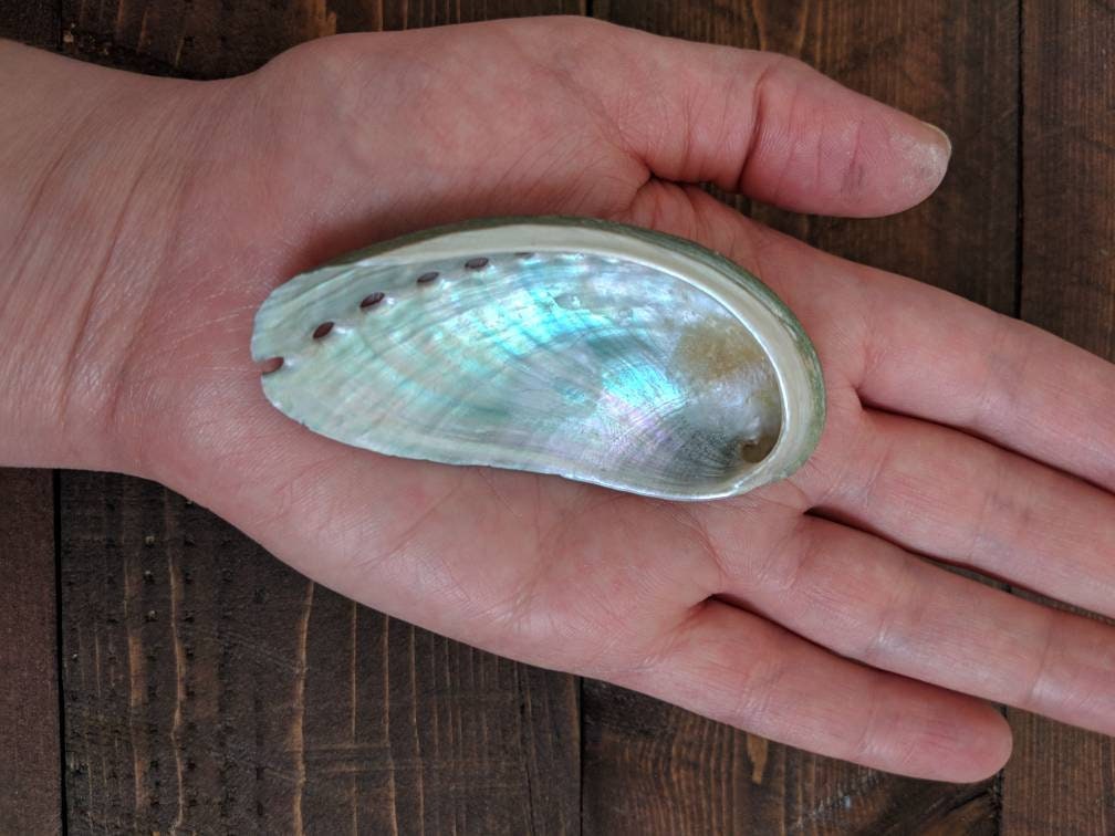 Florida Abalone Shell for Smudging Alter Shells for Sage Meditation ...