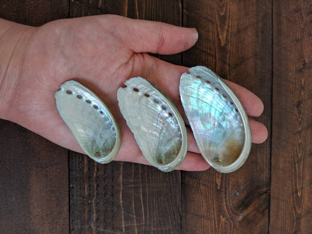 Florida Abalone Shell for Smudging Alter Shells for Sage Meditation ...
