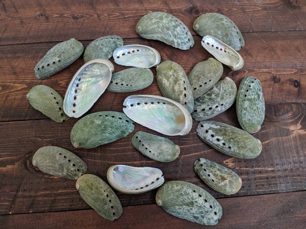 Florida Abalone Shell for Smudging Alter Shells for Sage Meditation ...