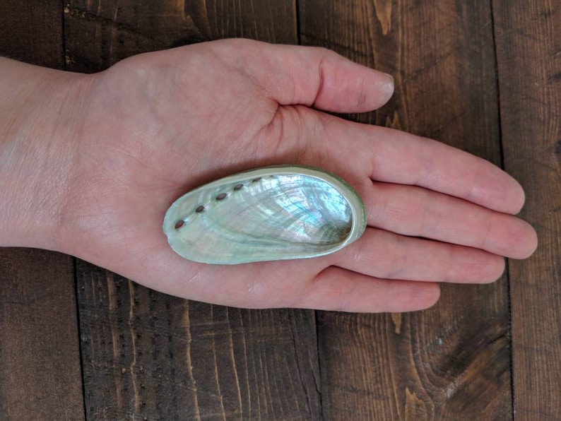 Florida Abalone Shell for Smudging Alter Shells for Sage - Etsy