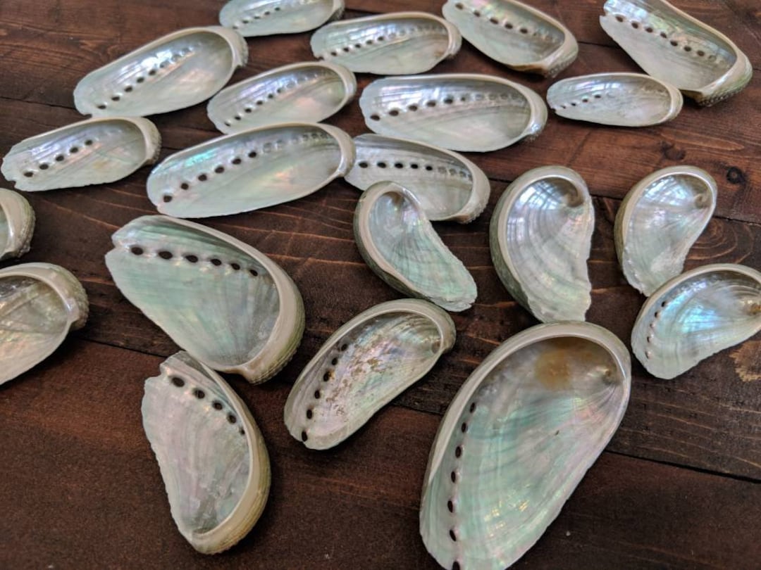 Florida Abalone Shell for Smudging* Alter Shells for Sage* Meditation ...
