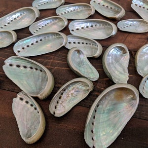 May include: A collection of iridescent abalone shells, each with a unique pattern and shape. The shells are arranged on a wooden surface, showcasing their natural beauty.