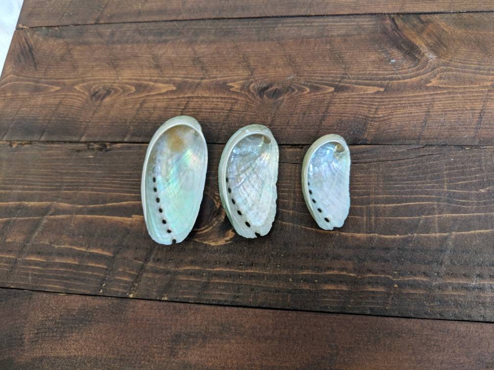 Florida Abalone Shell for Smudging Alter Shells for Sage Meditation ...