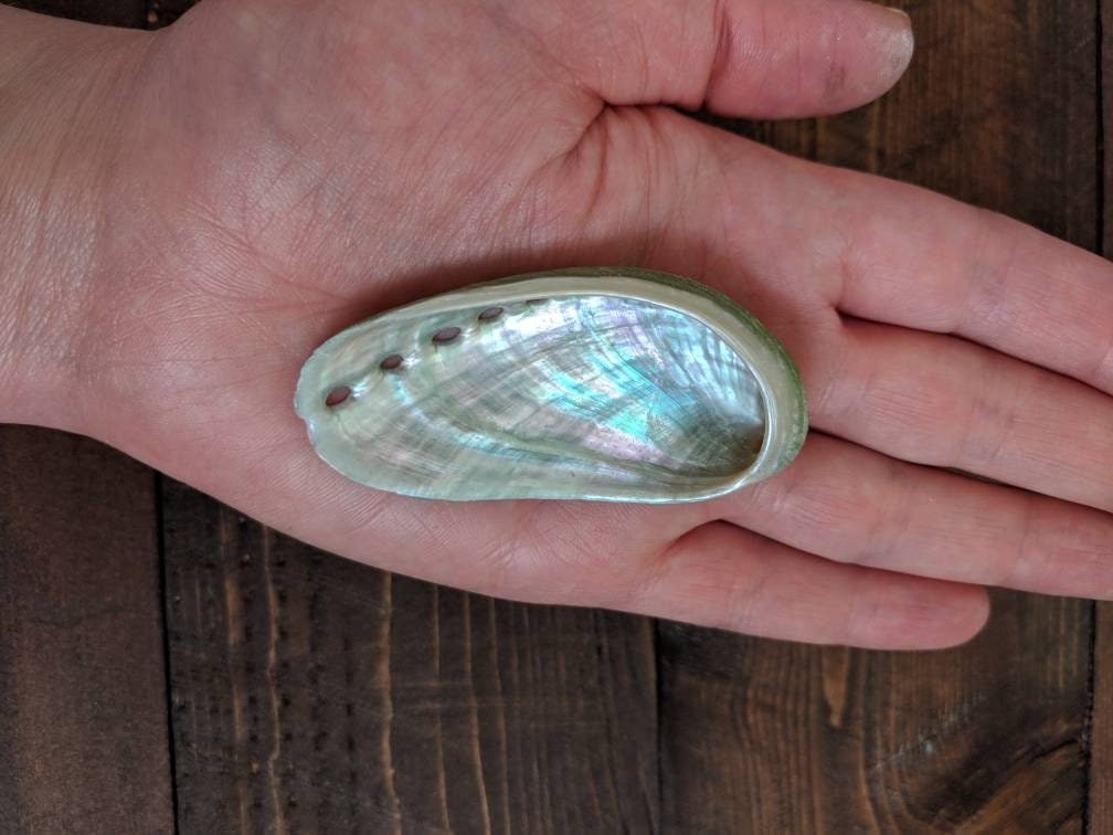 Florida Abalone Shell for Smudging Alter Shells for Sage Meditation ...