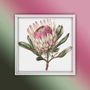 May include: A close-up of a pink and white protea flower with green leaves. The flower is in bloom and has a delicate, intricate design.