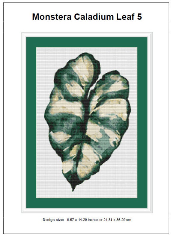 monstera epipremnoides esqueleto Monstera Esqueleto 2 plant **(ALL plants require you to purchase ANY 2  plants!)**