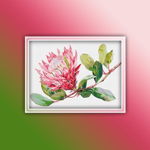 Puede incluir: Una flor de protea rosa y blanca con hojas verdes sobre un fondo blanco.