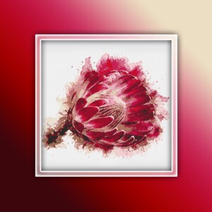 May include: A watercolor painting of a red protea flower with a white center. The flower is surrounded by a splash of red and white paint.