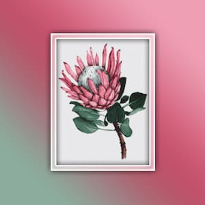 May include: A pink and green protea flower with a white center. The flower is in bloom and has a delicate, intricate design.