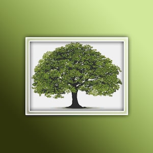 May include: A green tree with a thick trunk and a wide canopy of leaves against a white background.