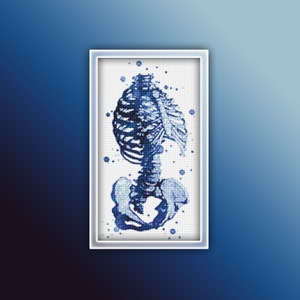 May include: A blue and white watercolor illustration of a human skeleton, with a focus on the rib cage and pelvis.