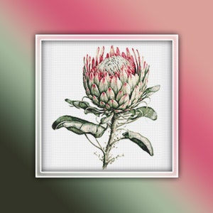 Op de afbeelding: Een close-up van een roze en groene protea bloem met een witte achtergrond.