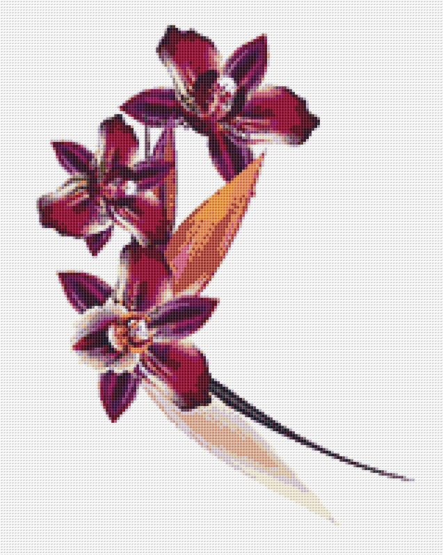 Orchid Cross Stitch Pattern 12 Instant PDF Download Flowers - Etsy