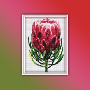 Puede incluir: Primer plano de una sola flor de protea roja con hojas verdes. La flor está en flor y tiene una textura única y espinosa.