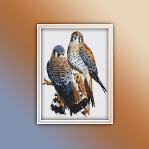 Könnte beinhalten: Zwei amerikanische Turmfalken sitzen auf einem Ast. Der Vogel links schaut den Betrachter an, während der Vogel rechts abgewandt ist. Beide Vögel haben braune, weiße und blaue Federn.