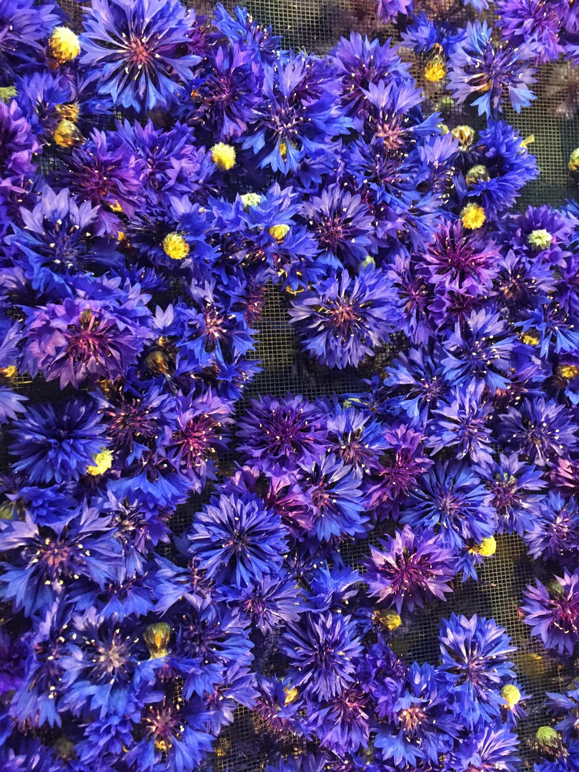 BOTANICAL FACIAL STEAM Open Pores Detox Hydrate Home Spa Etsy