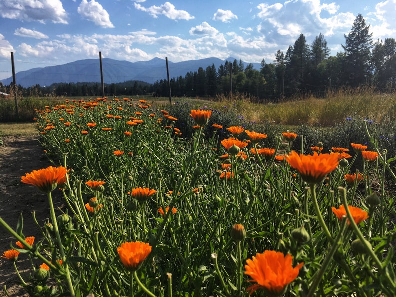Refill BOTANICAL FACIAL STEAM Open Pores Detox Hydrate Etsy