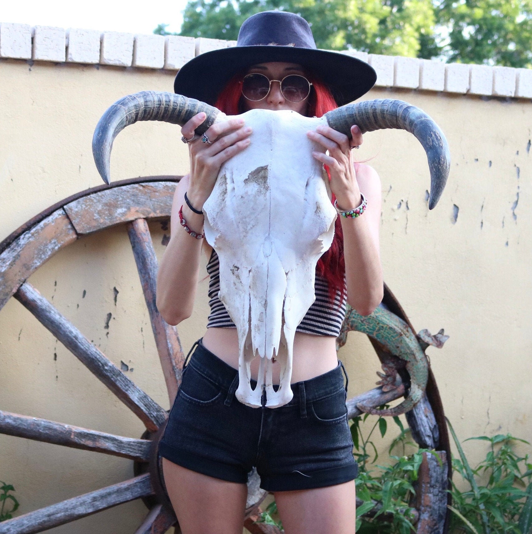Naturally Deceased Bull Skull 