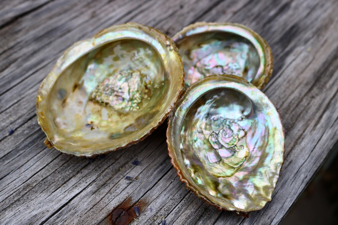 Bulk Wholesale Abalone Shell Dish X 3 Abalone Smudge Dish Etsy Canada