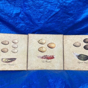 May include: Three square art prints featuring illustrations of bird eggs and feathers. The prints are labeled "Golden Pheasant", "Red Pheasant", and "Ringed Pheasant". The eggs are various shades of brown and tan, and the feathers are detailed with color.