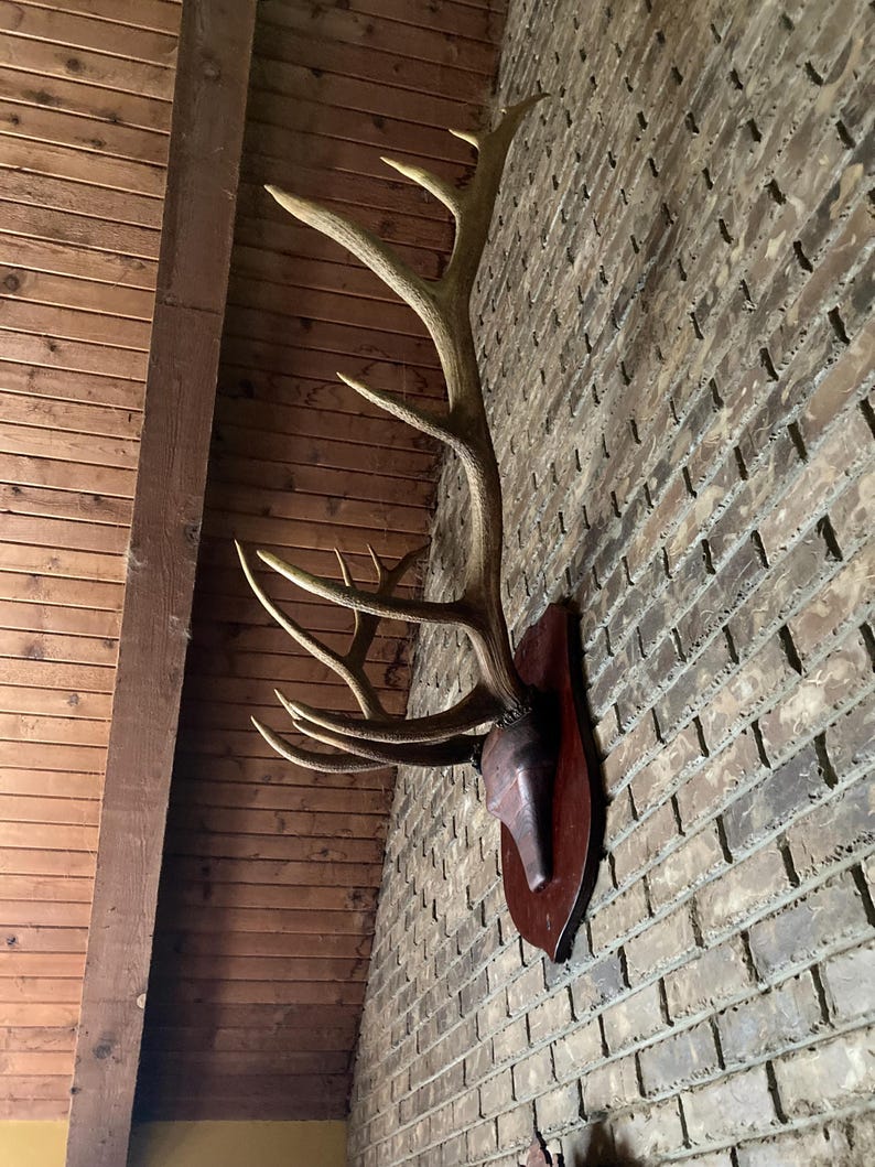 Vintage Extra-large Elk Rack Mount: 1930s Montana Lodge Decor - Etsy