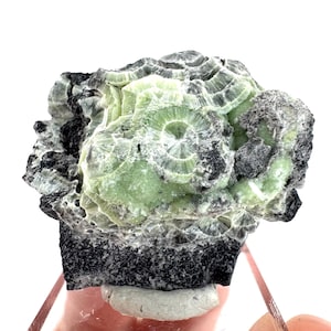 May include: A close-up of a mineral specimen featuring a vibrant green, circular formation with radiating crystal structures. The mineral is set against a backdrop of dark gray and black rock, creating a striking contrast. The specimen is displayed on a white background.