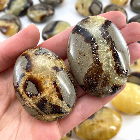 Septarian - Palm Stone Septarian - Palm Stone