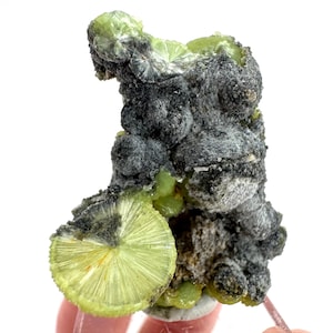May include: A raw mineral specimen featuring a prominent, circular, lime-green crystal formation with a radiating, fibrous structure. The specimen is partially covered in a dark, textured, charcoal-gray matrix with additional small green clusters.