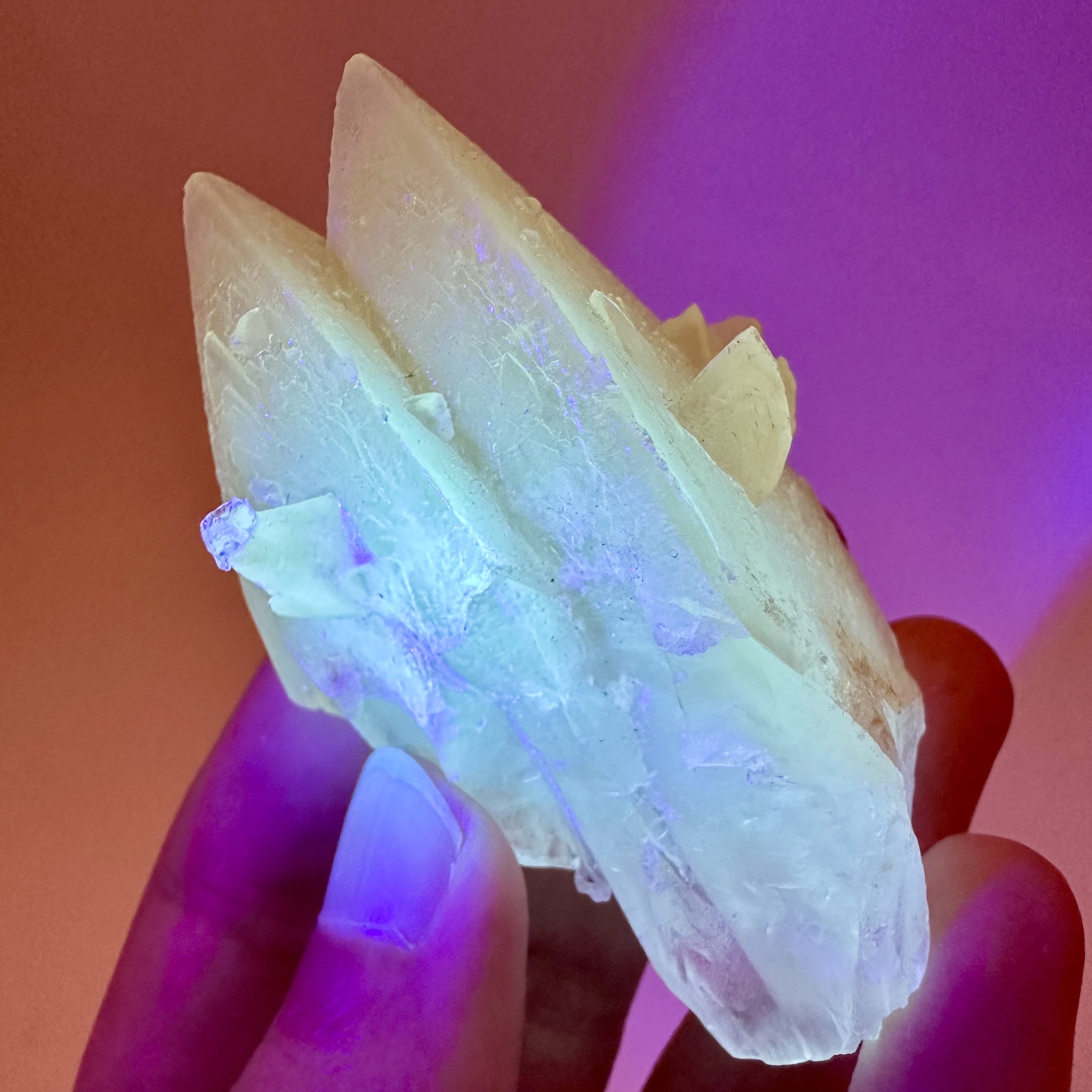 シェルカルサイト　UVリアクティブ シェルカルサイト UVリアクティブ