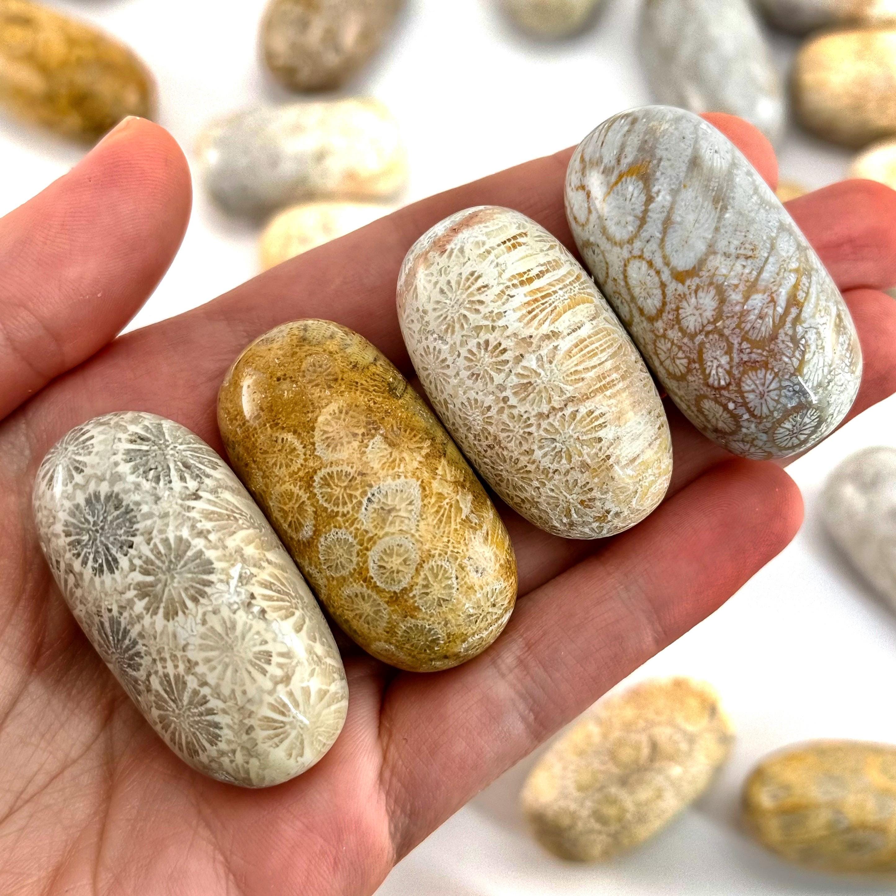 Coral Fossil Worry Stone | Polished Tumbled Crystal Lingam (root