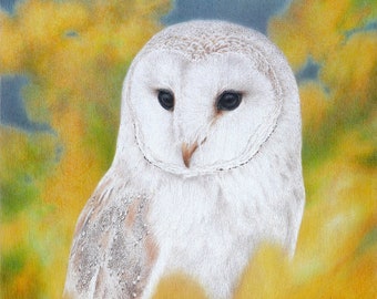 Barn owl drawing with fall colors - original drawing and reproductions, owl art, wildlife drawing