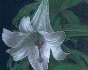 White lily drawing, flower art, gift for gardener, floral, giclee prints, outdoors scene, colored pencil