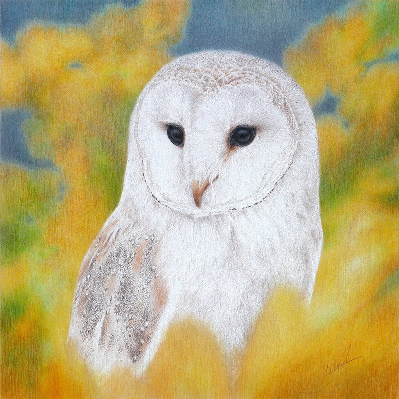 Barn owl drawing with fall colors - original drawing and reprodu Barn owl drawing with fall colors - original drawing and reprodu
